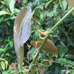 Smilax subpubescens Other
