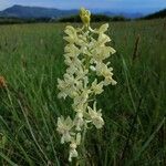 Orchis provincialis Bloem