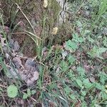 Carex pilosa Cvet