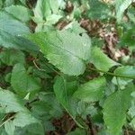 Eurybia macrophylla Leaf