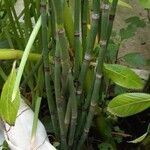 Equisetum giganteum Ліст