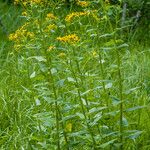 Senecio triangularis Habitat