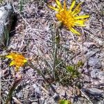 Scorzonera humilis Hábito