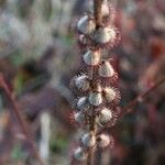 Agrimonia eupatoria 果實