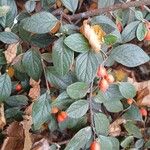 Cotoneaster franchetii List