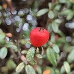 Cotoneaster microphyllus Gyümölcs