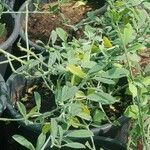 Indigofera oblongifolia Blatt