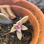 Graptopetalum paraguayense Квітка