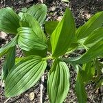 Polygonatum latifolium 葉