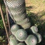 Mammillaria hahniana برگ