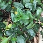 Lysionotus pauciflorus Blatt