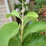 Cornutia pyramidata Bloem