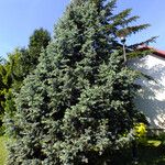 Picea engelmannii ശീലം