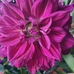 Dahlia × hortensis Ovoce