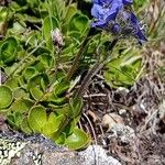 Veronica bellidioides Blomst