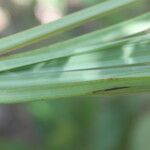 Schoenocaulon officinale Leaf