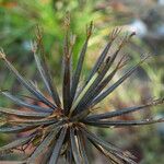 Bidens subalternans Fruit