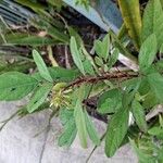 Desmodium tortuosum Yaprak