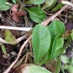 Polycarpon tetraphyllum Leaf