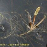Potamogeton gramineus Hábito