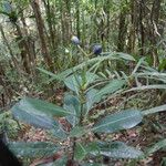 Psychotria amieuensis عادت داشتن