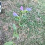 Echium rosulatum Квітка