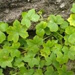 Bowlesia incana Leaf