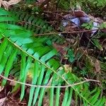 Polystichum munitum Foglia