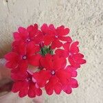 Glandularia peruviana 花