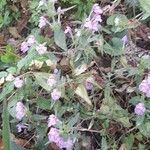 Galeopsis ladanum Habitat