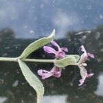 Stachys argillicola Fleur