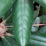 Rhododendron degronianum Leaf