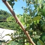 Machaerium lunatum Rusca