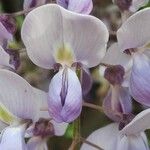 Wisteria sinensis Квітка