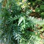 Polemonium reptans Leaf