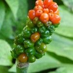 Arum cylindraceum Ffrwyth