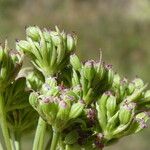 Seseli annuum Frucht