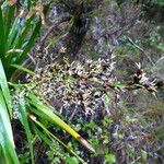 Machaerina iridifolia Kvet