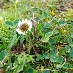 Trifolium occidentale ശീലം