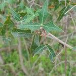 Berberis trifoliolata Лист