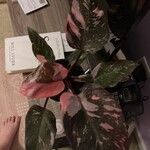 Philodendron erubescensFolha