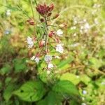 Circaea lutetianaFlower