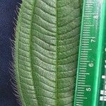 Miconia lacera Leaf