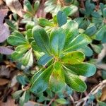 Arctostaphylos uva-ursi Hoja