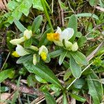 Polygala chamaebuxus Frunză