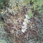 Lepidium latifolium Květ