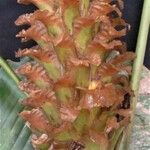 Calathea guzmanioides Fruit