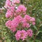 Lagerstroemia indicaപുഷ്പം