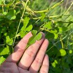 Merremia hederacea 葉