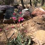 Penstemon parryi Habit